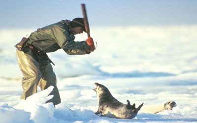 seals.jpg