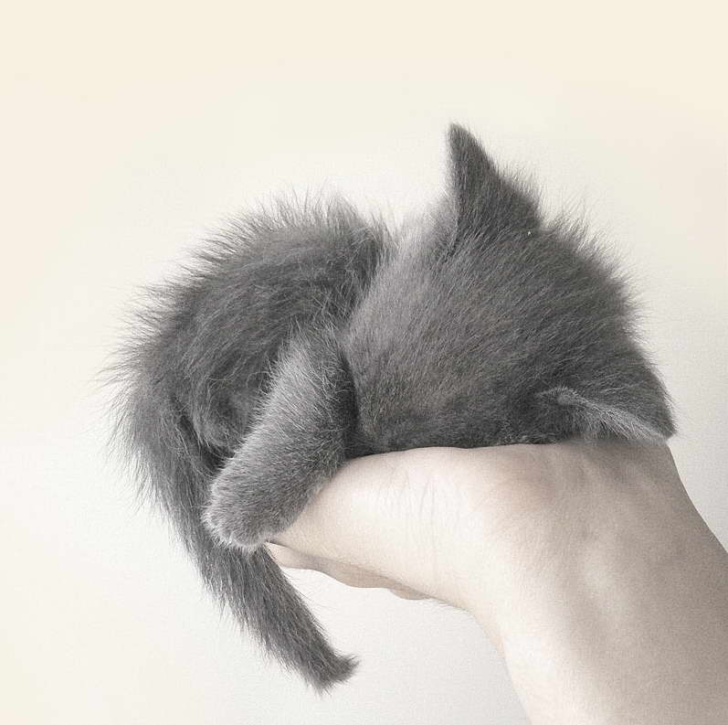 Animal-Cat2.jpg