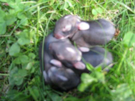 2456302-IMG_0785.jpg